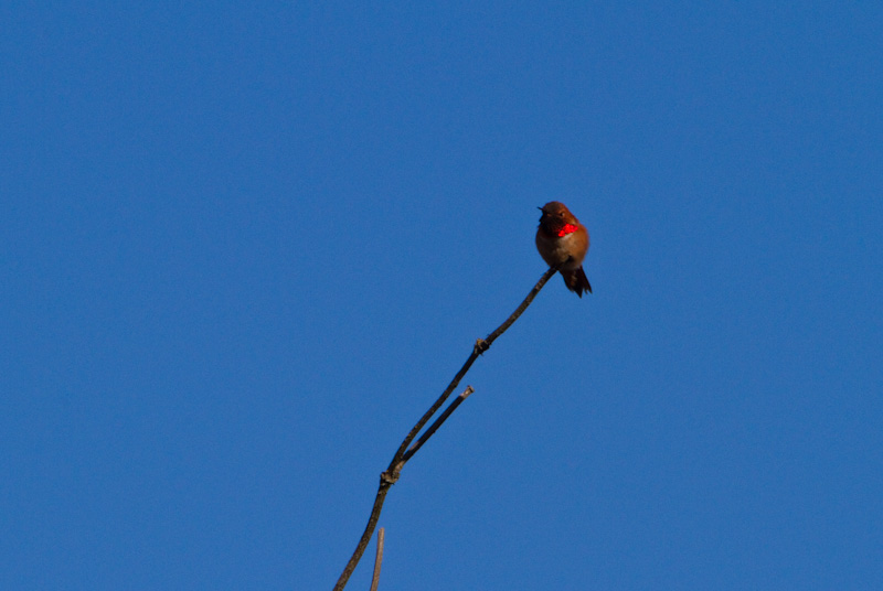 Rufous Hummingbird